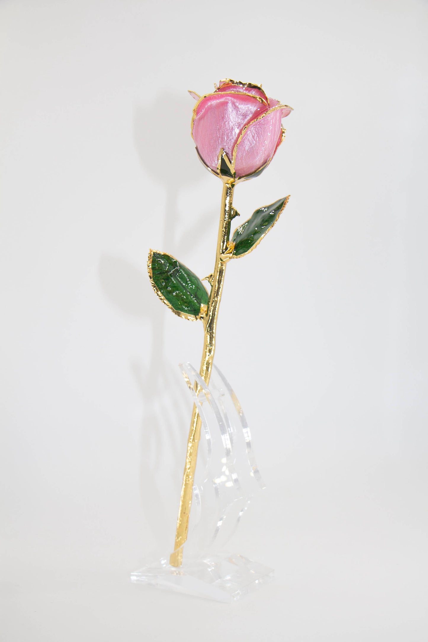 Pink Gold Plated Real Rose with Luxury Finish