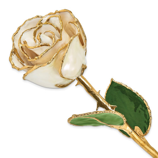 Lacquer Dipped Gold Trim White Satin Rose - Solomon Jewelers
